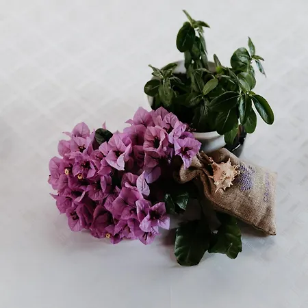 Dragobratovic 科马尔纳
